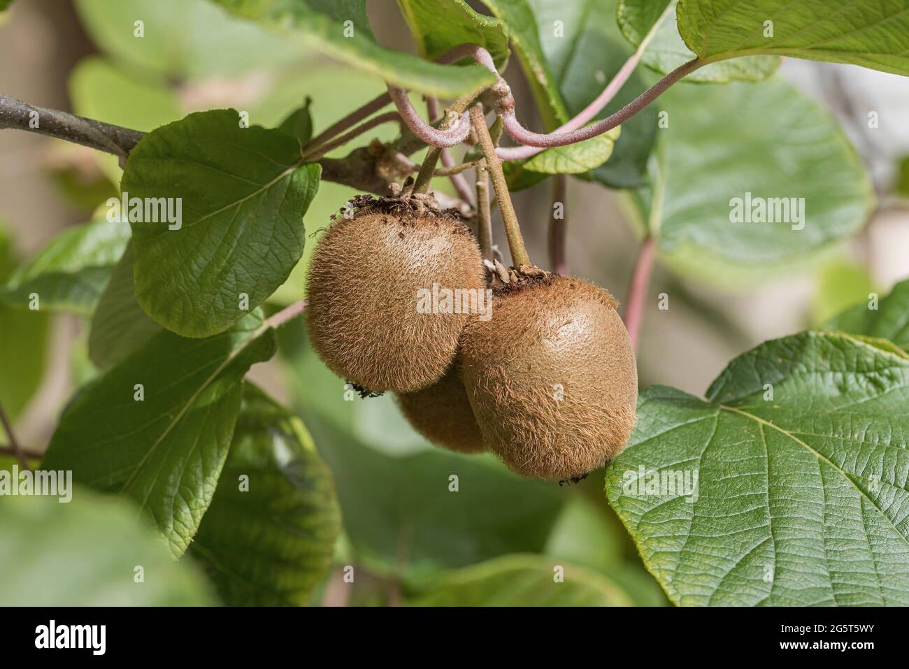 kiwi fruit, Chinese gooseberry (Actinidia deliciosa 'Jenny', Actinidia