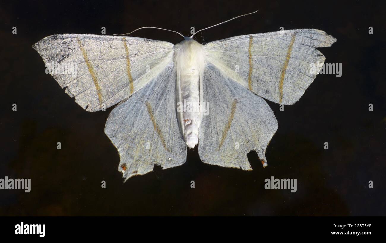 Swallowtailed moth (Ourapteryx sambucaria), dead moth on water surface