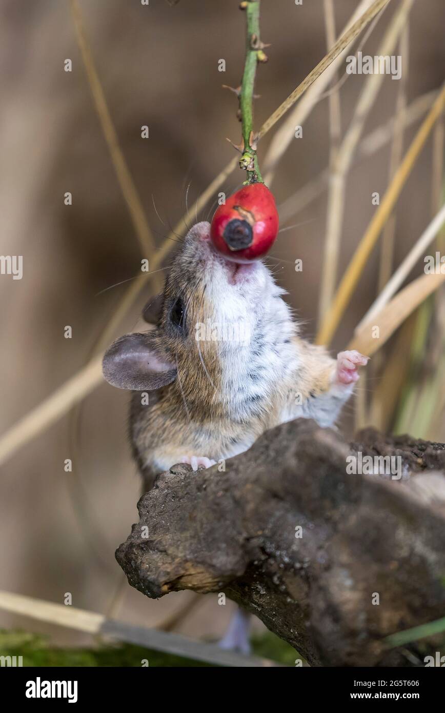 yellow-necked mouse (Apodemus flavicollis), feeds a rose hip, Germany, Mecklenburg-Western Pomerania Stock Photo