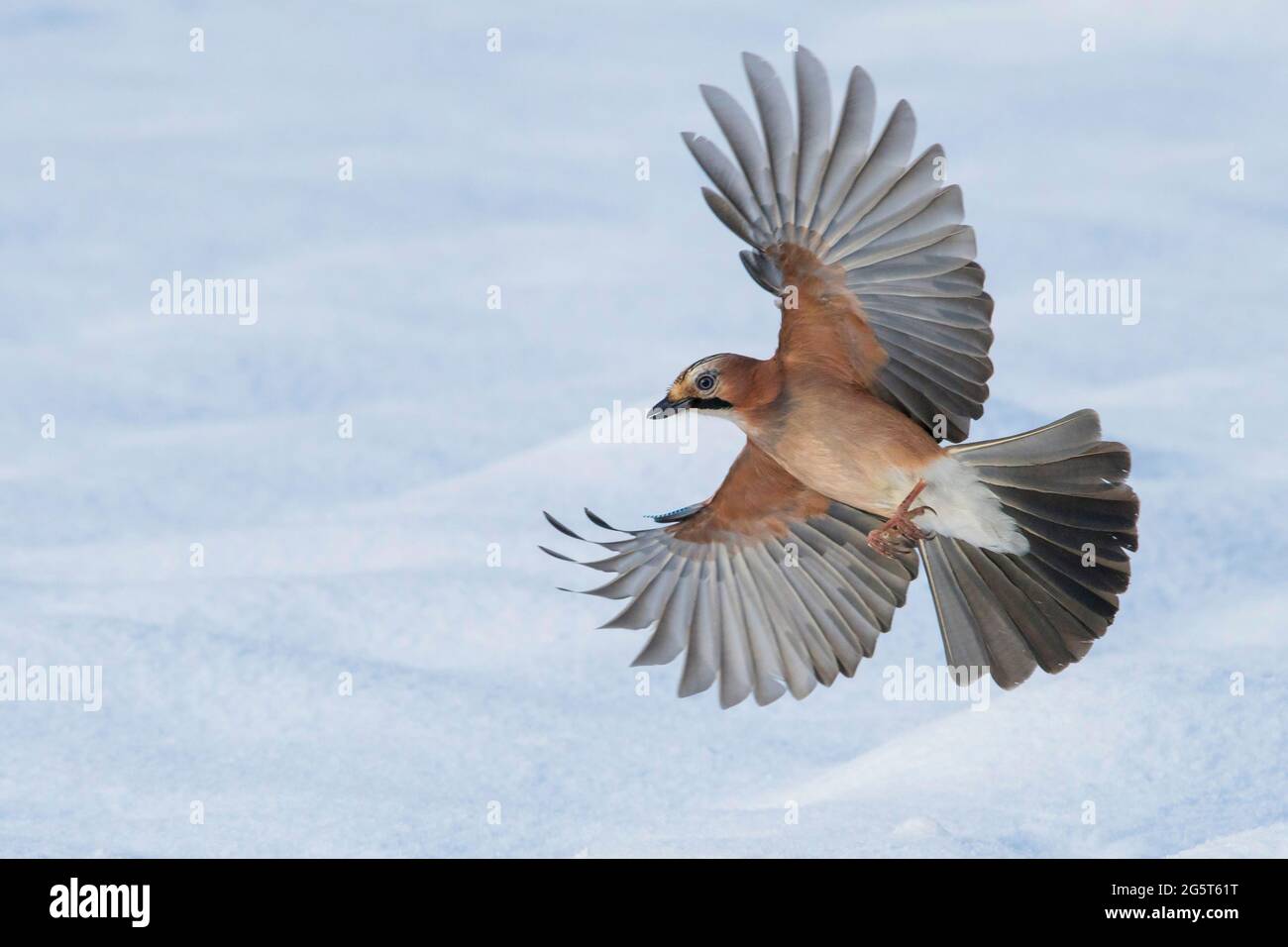 jay (Garrulus glandarius), flying over snow, Germany, Lower Saxony Stock Photo
