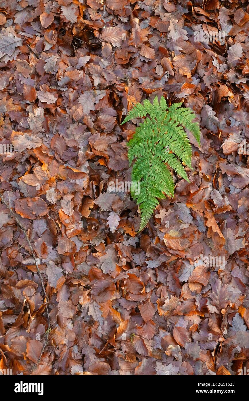 broad buckler-fern (Dryopteris dilatata), frond on forest floor with fallen leaves, Germany, North Rhine-Westphalia Stock Photo