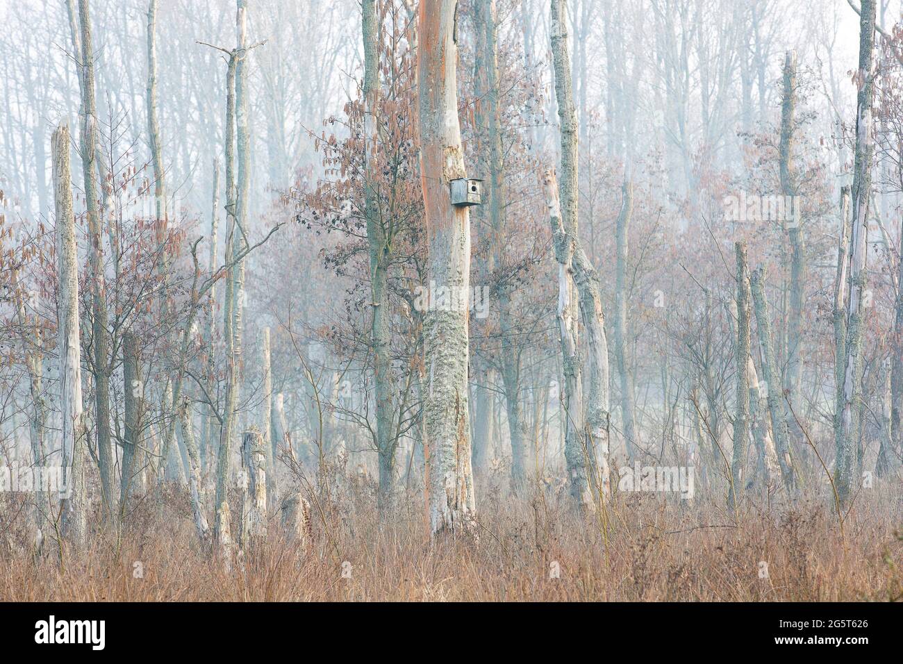 common alder, black alder, European alder (Alnus glutinosa), brook forest in Wellemeersen nature reserve, Belgium, East Flanders, Wellemeersen, Aalst Stock Photo