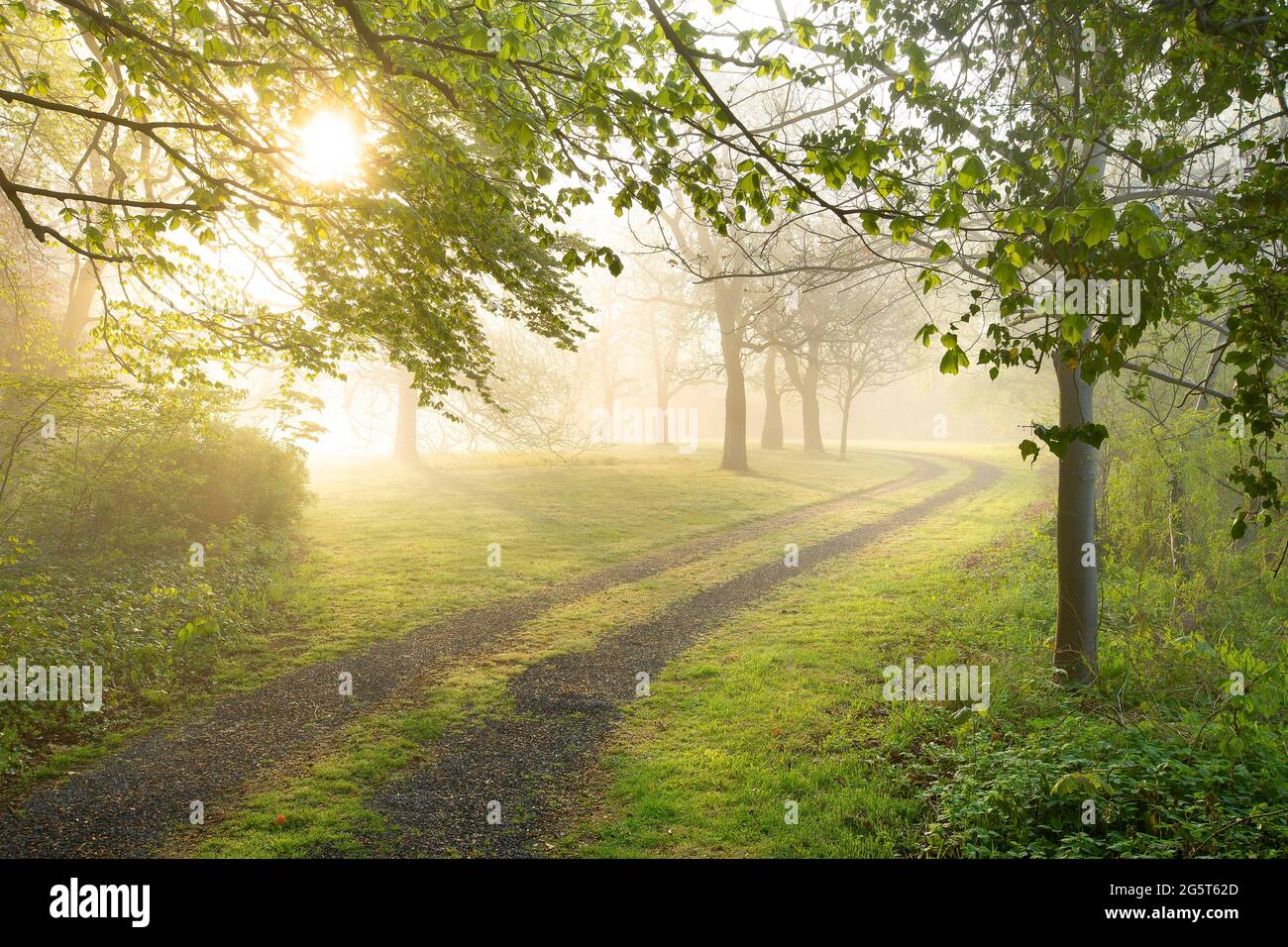 morning in Assels nature reserve, Belgium, East Flanders, Assels, Drongen Stock Photo