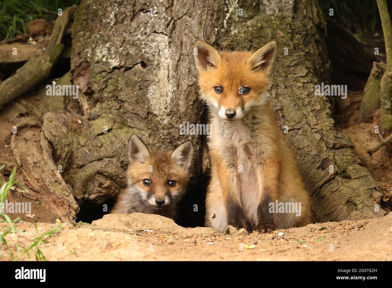 red fox (Vulpes vulpes), two fox cubs in front of burrow, looking into the camera, Germany, Baden-Wuerttemberg Stock Photo