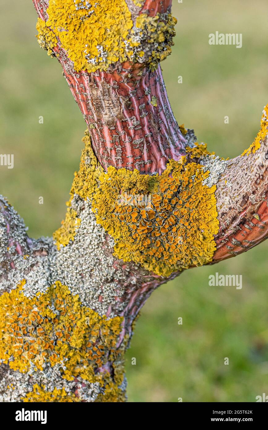 Kyushu Maple, Red Snakebark Maple (Acer conspicuum 'Phoenix', Acer conspicuum Phoenix), trunk of cultivar Phoenix with lichens Stock Photo