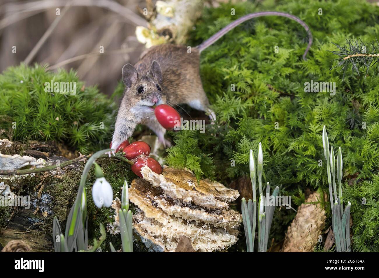yellow-necked mouse (Apodemus flavicollis), feeds a rose hip, Germany, Mecklenburg-Western Pomerania Stock Photo
