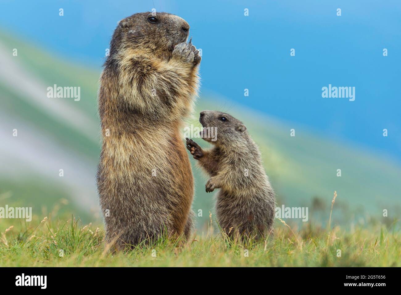alpine marmot (Marmota marmota), adult and juvenile stand erect in a meadow, Austria, Hohe Tauern National Park Stock Photo