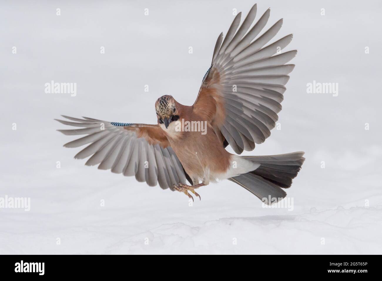 jay (Garrulus glandarius), landing on snow, Germany, Lower Saxony Stock Photo