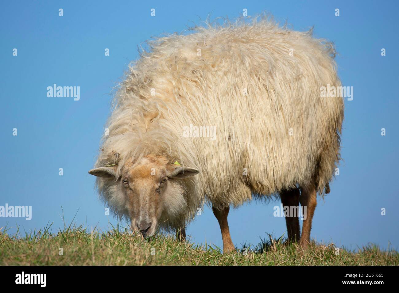 domestic sheep (Ovis ammon f. aries), Ardense Voskop in the Zwin nature reserve, Belgium, West Flanders, Zwingenberg, Knokke Stock Photo
