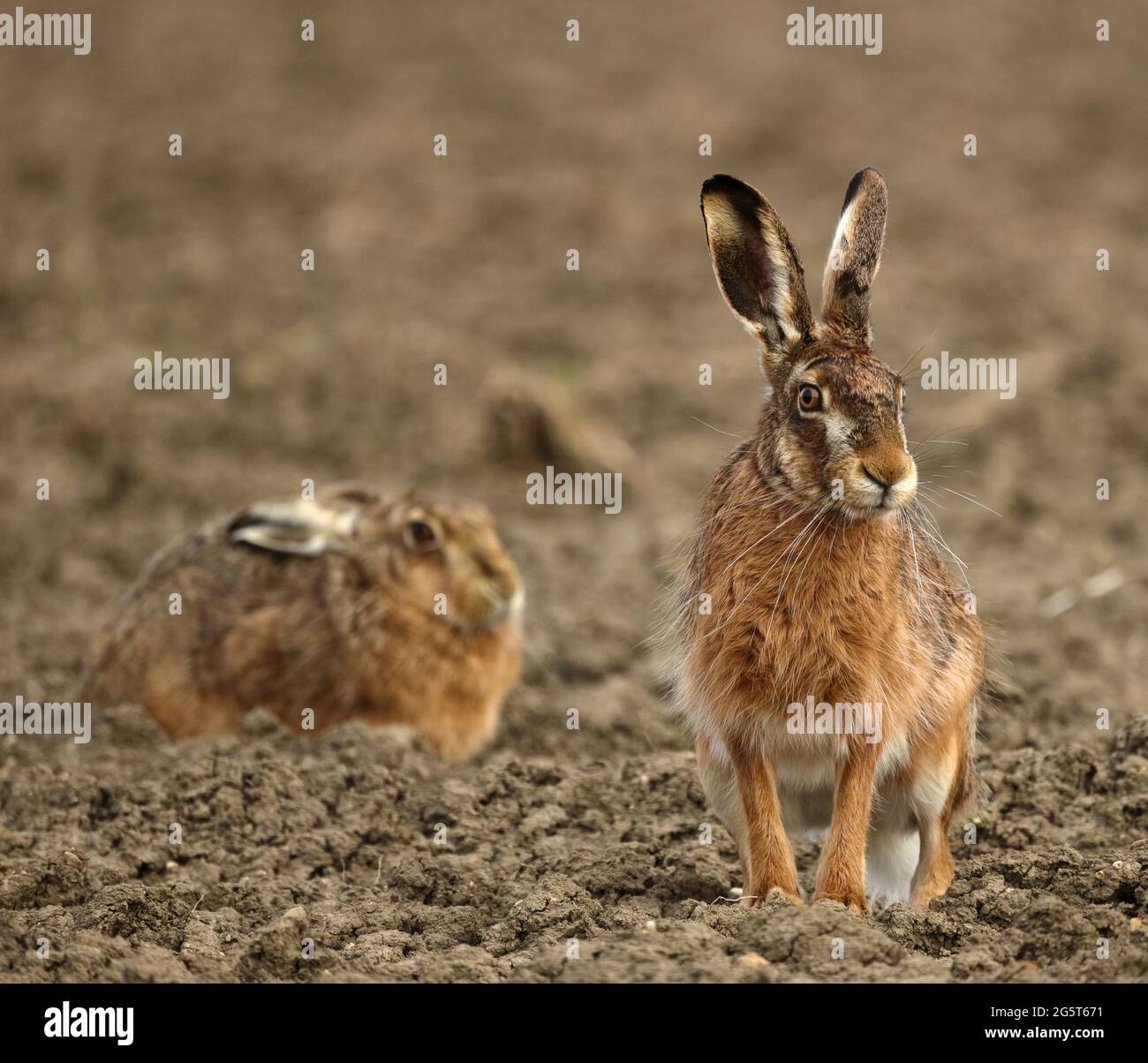 European hare, Brown hare (Lepus europaeus), male and female in pairing season in a field, Germany, Baden-Wuerttemberg Stock Photo