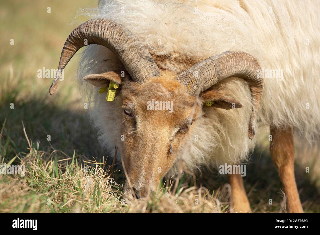 domestic sheep (Ovis ammon f. aries), Ardense Voskop in the Zwin nature reserve, Belgium, West Flanders, Zwingenberg, Knokke Stock Photo