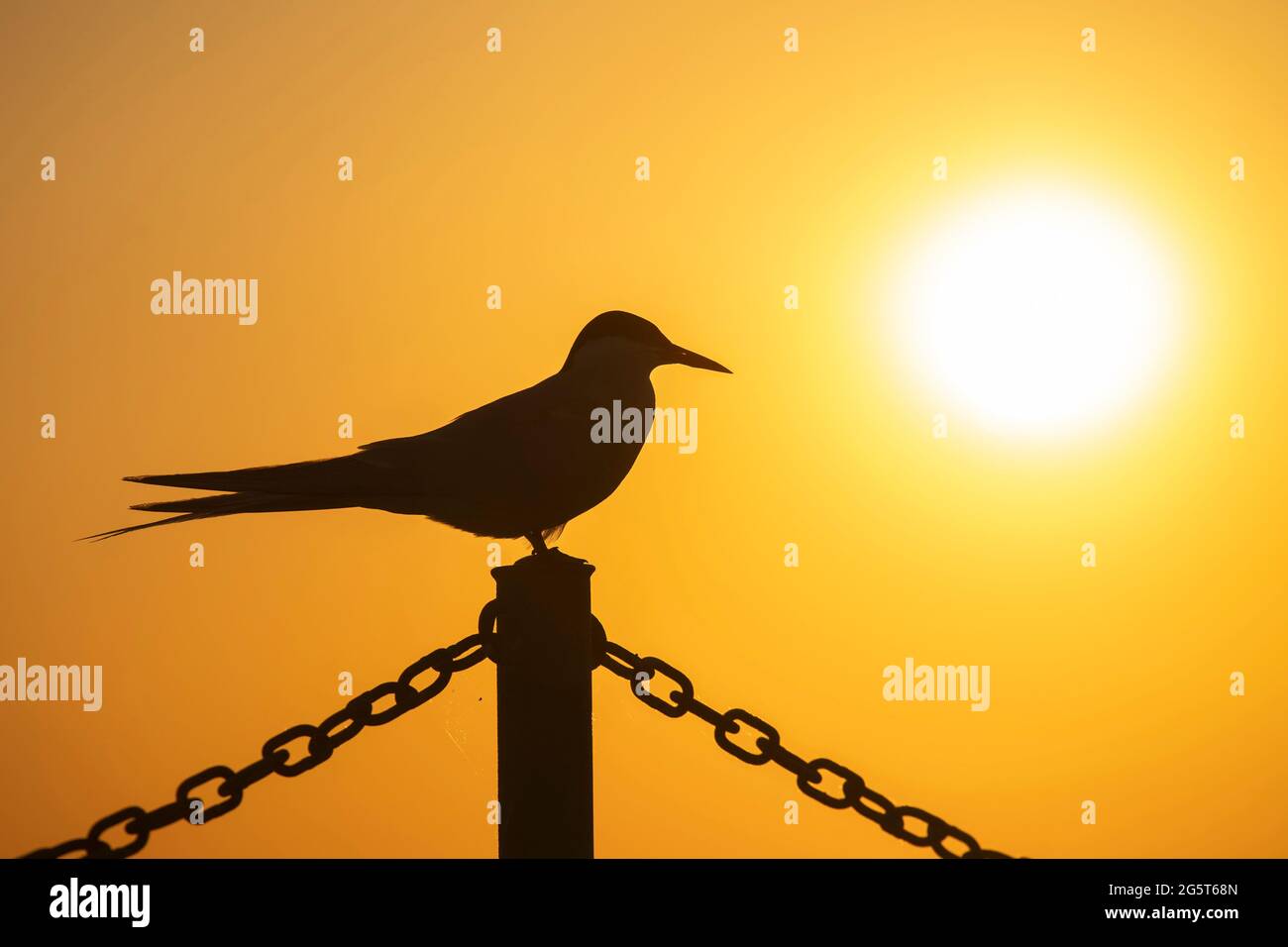 arctic tern (Sterna paradisaea), perching on a fence post at sunset , Germany, Schleswig-Holstein Stock Photo