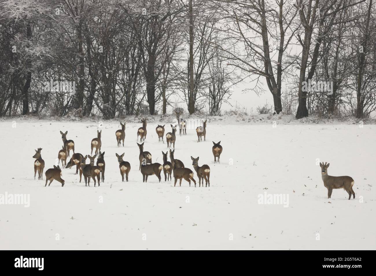 roe deer (Capreolus capreolus), Large group of roe deers in a snowy field, Germany, Baden-Wuerttemberg Stock Photo