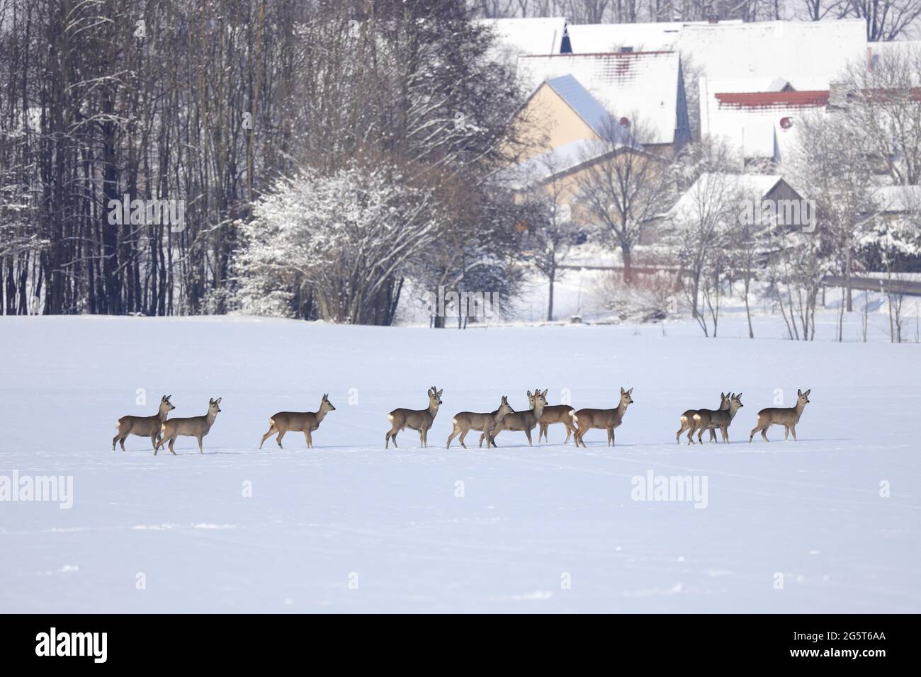 roe deer (Capreolus capreolus), Large group of roe deers in a snowy field, village in the background, Germany, Baden-Wuerttemberg Stock Photo