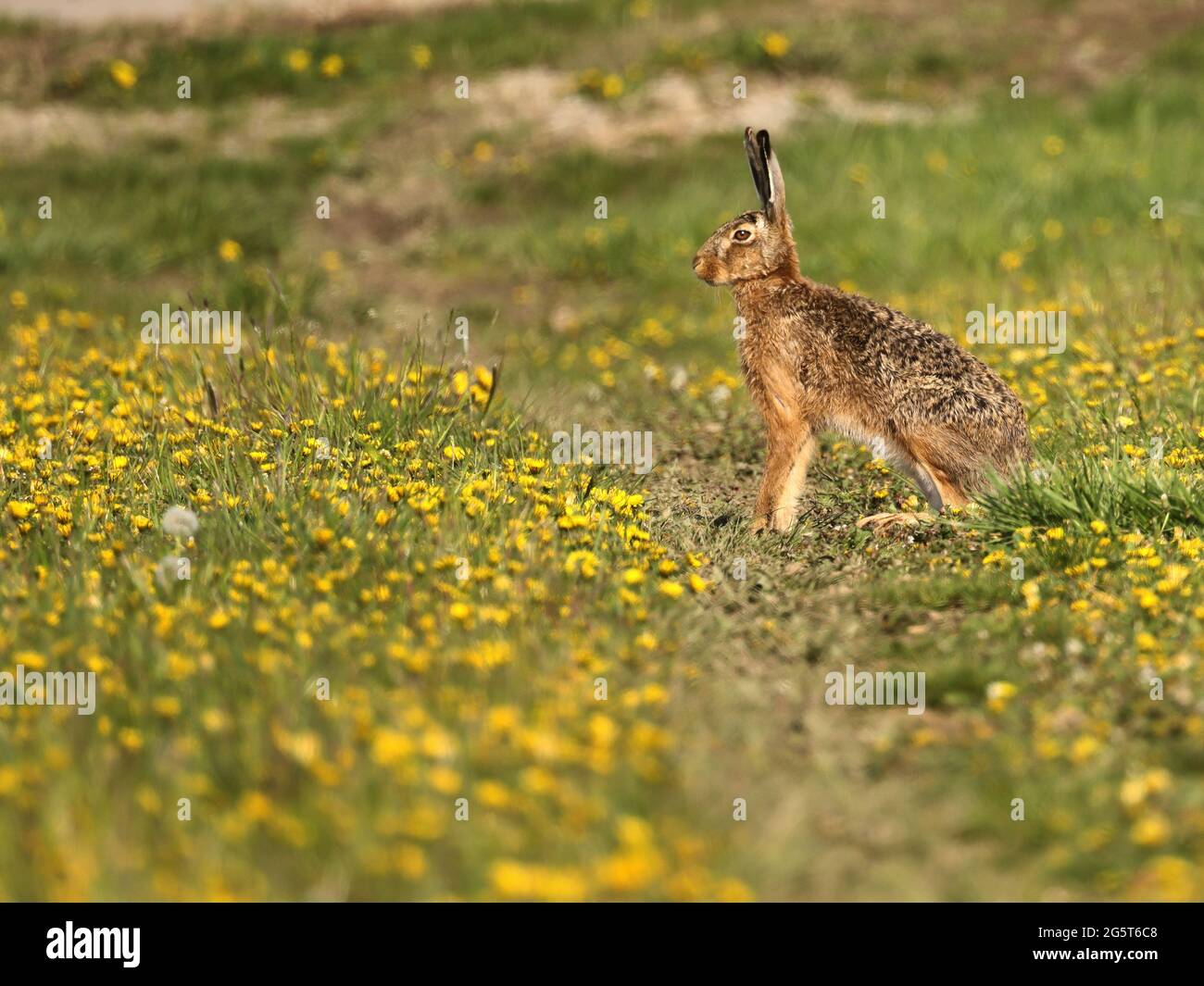 European hare, Brown hare (Lepus europaeus), sits in blooming dandelion meadow, Germany, Baden-Wuerttemberg Stock Photo