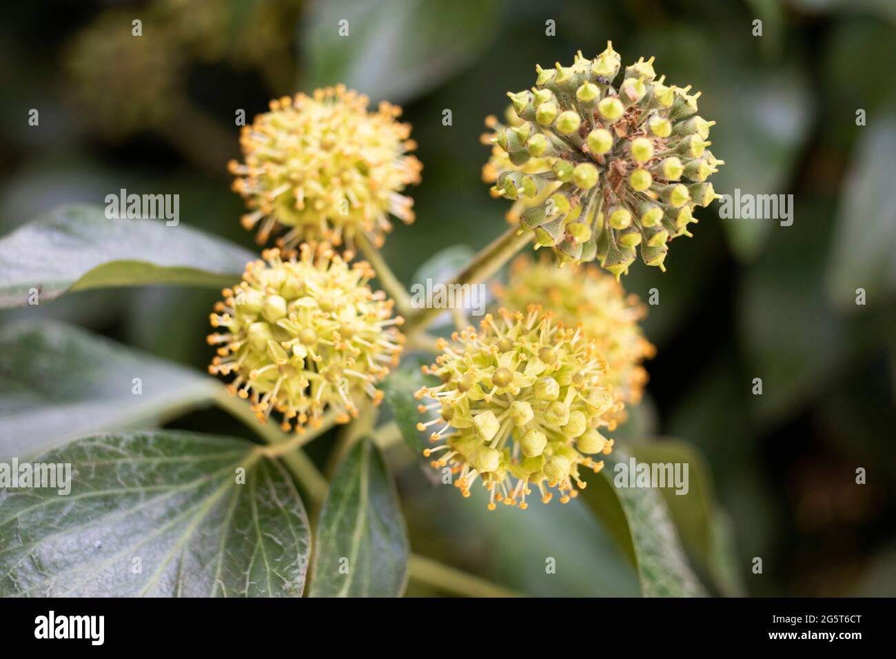 English ivy, common ivy (Hedera helix), blooming, Germany Stock Photo