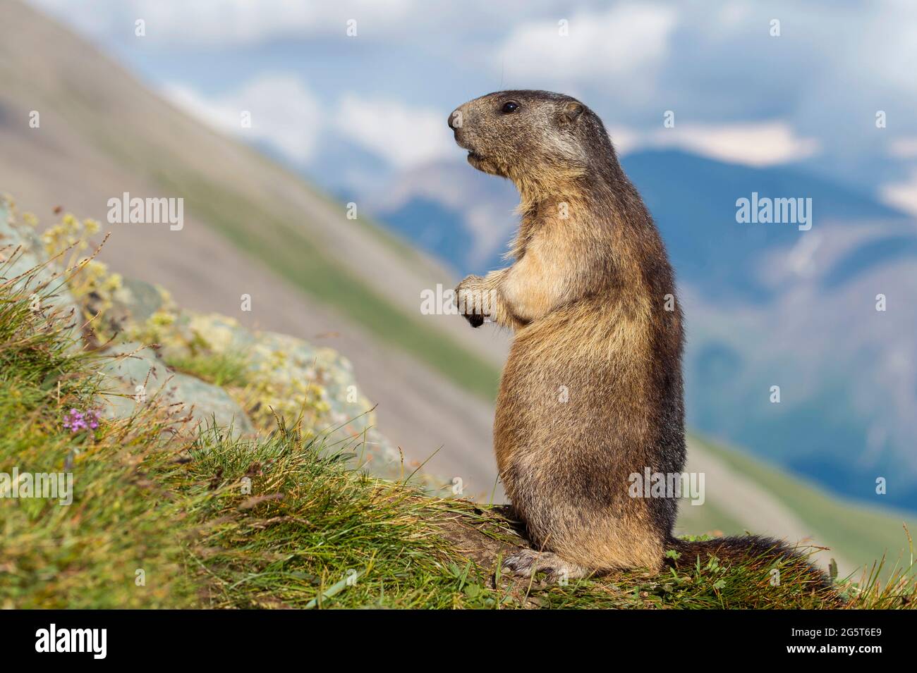 alpine marmot (Marmota marmota), stands erect in alpine scenery, Austria, Hohe Tauern National Park Stock Photo