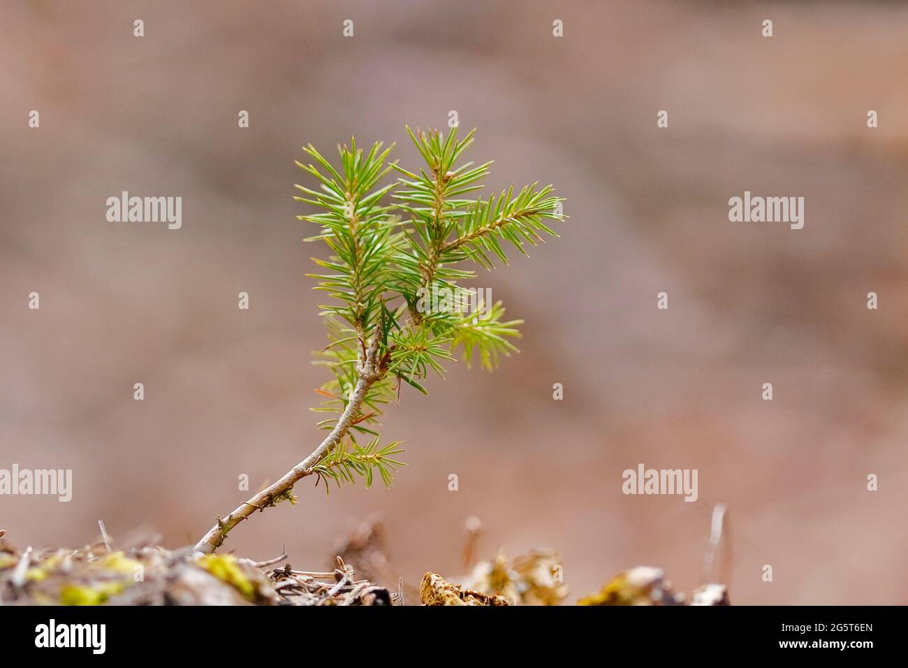 Norway Spruce Picea Abies Spruce Seedling Germany North Rhine Westphalia Stock Photo Alamy