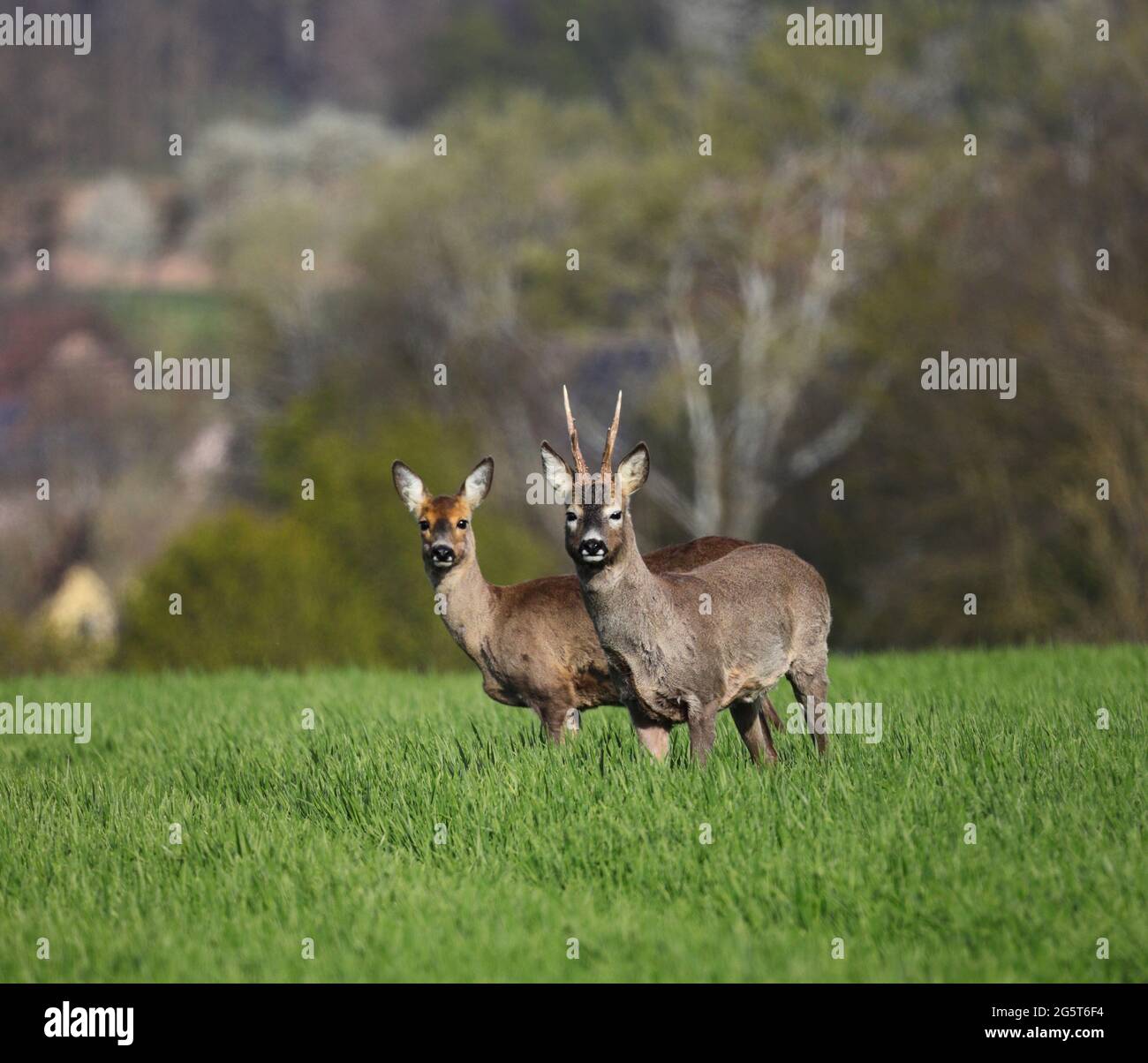 roe deer (Capreolus capreolus), buck and doe in a field in spring, Germany, Baden-Wuerttemberg Stock Photo