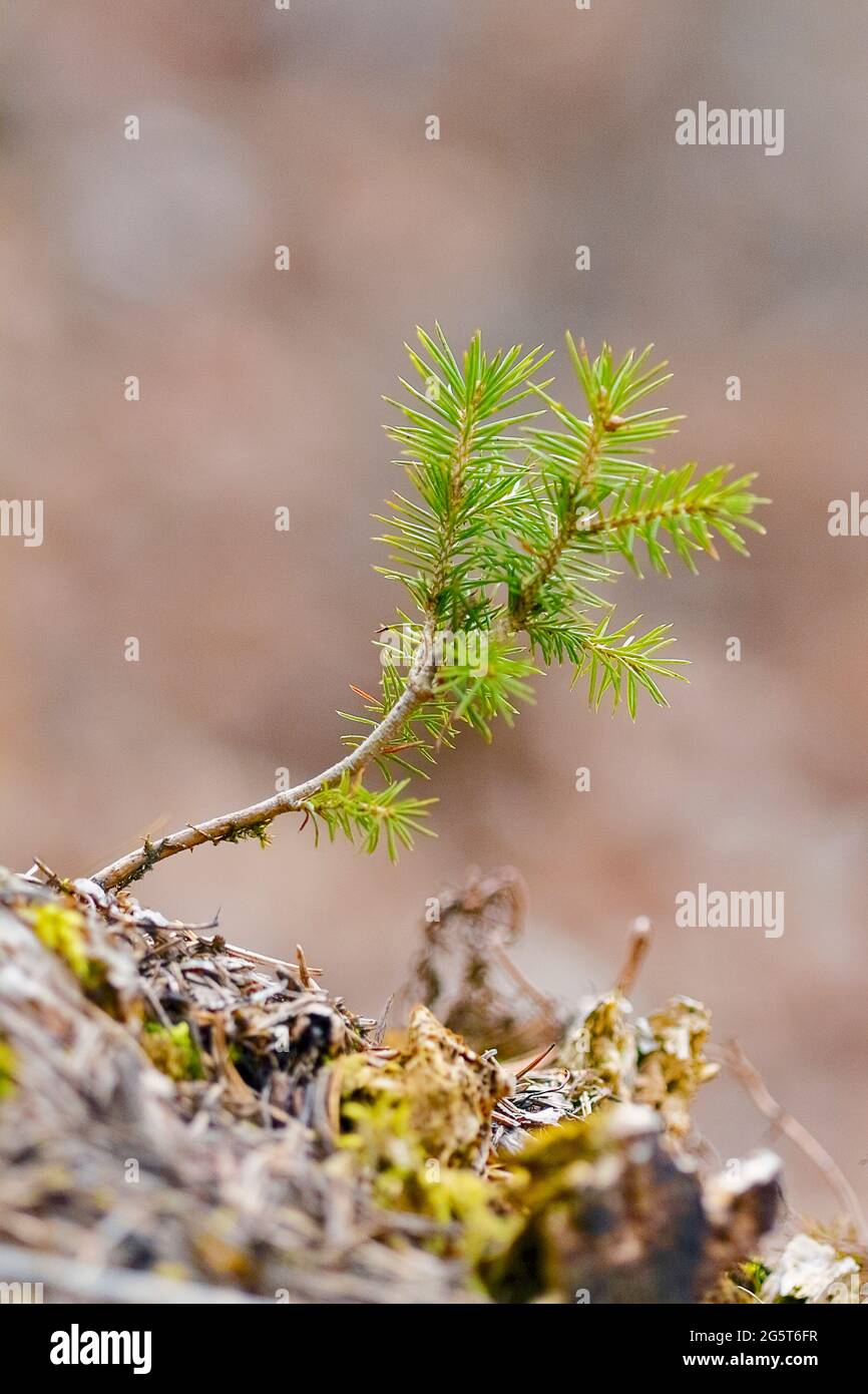 Norway Spruce Picea Abies Spruce Seedling Germany North Rhine Westphalia Stock Photo Alamy
