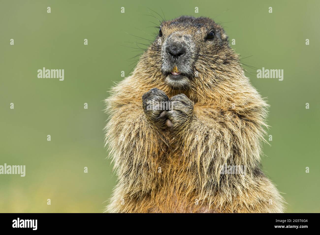 alpine marmot (Marmota marmota), standing erect, portrait, Austria, Hohe Tauern National Park Stock Photo