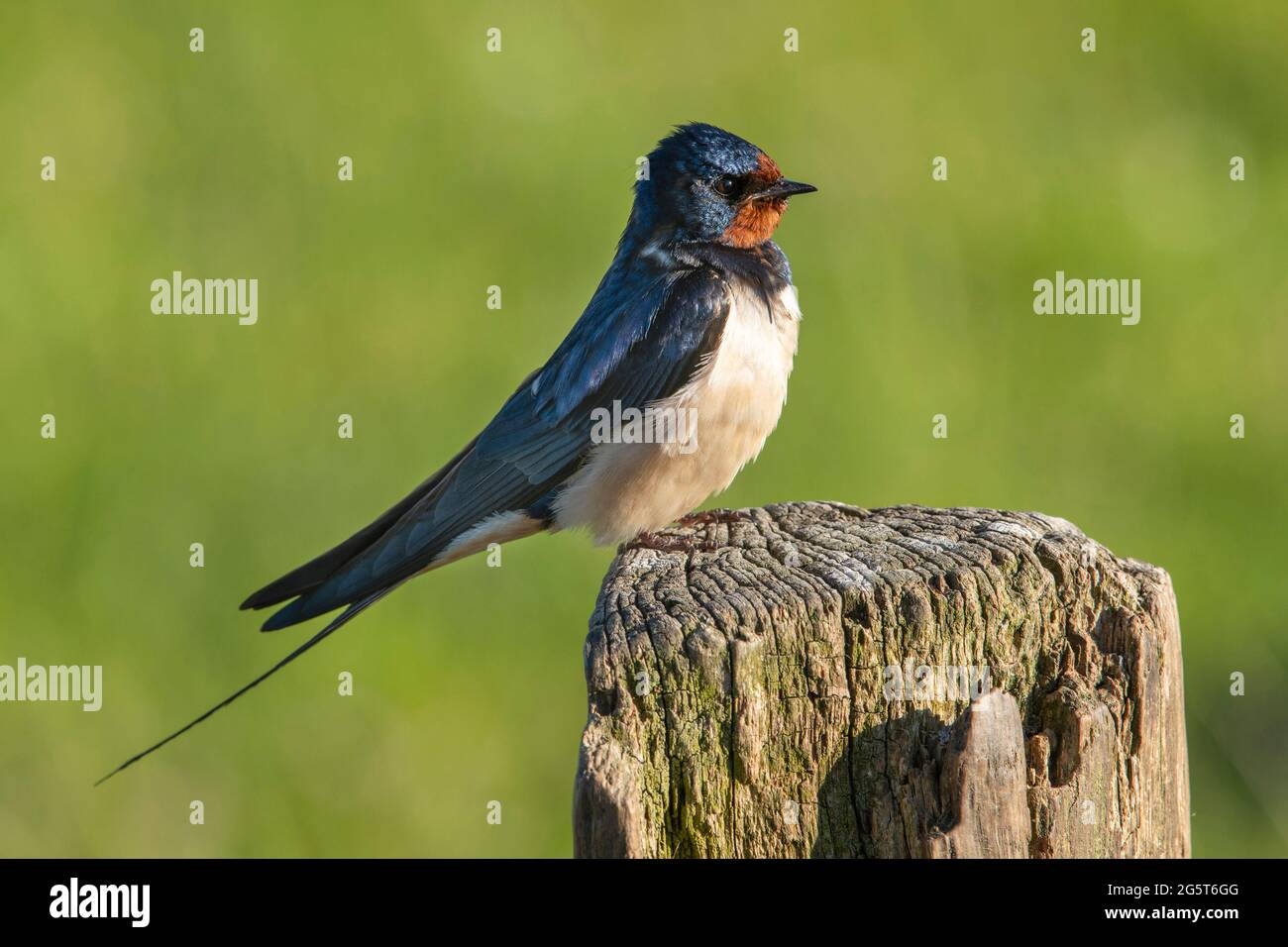 barn swallow (Hirundo rustica), perched on a wooden post, Germany, Lower Saxony Stock Photo