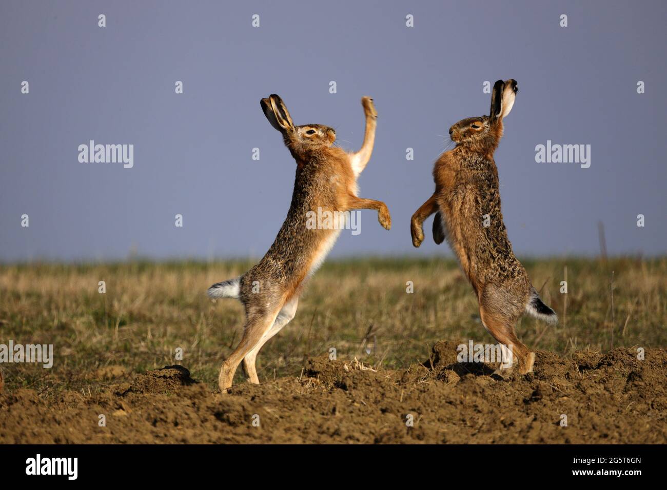 European hare, Brown hare (Lepus europaeus), male and female distance fighting in pairing season, Germany, Baden-Wuerttemberg Stock Photo