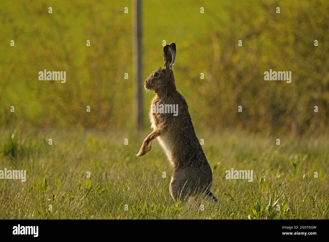 European hare, Brown hare (Lepus europaeus), stands erect and looks around watchfully , Germany, Baden-Wuerttemberg Stock Photo