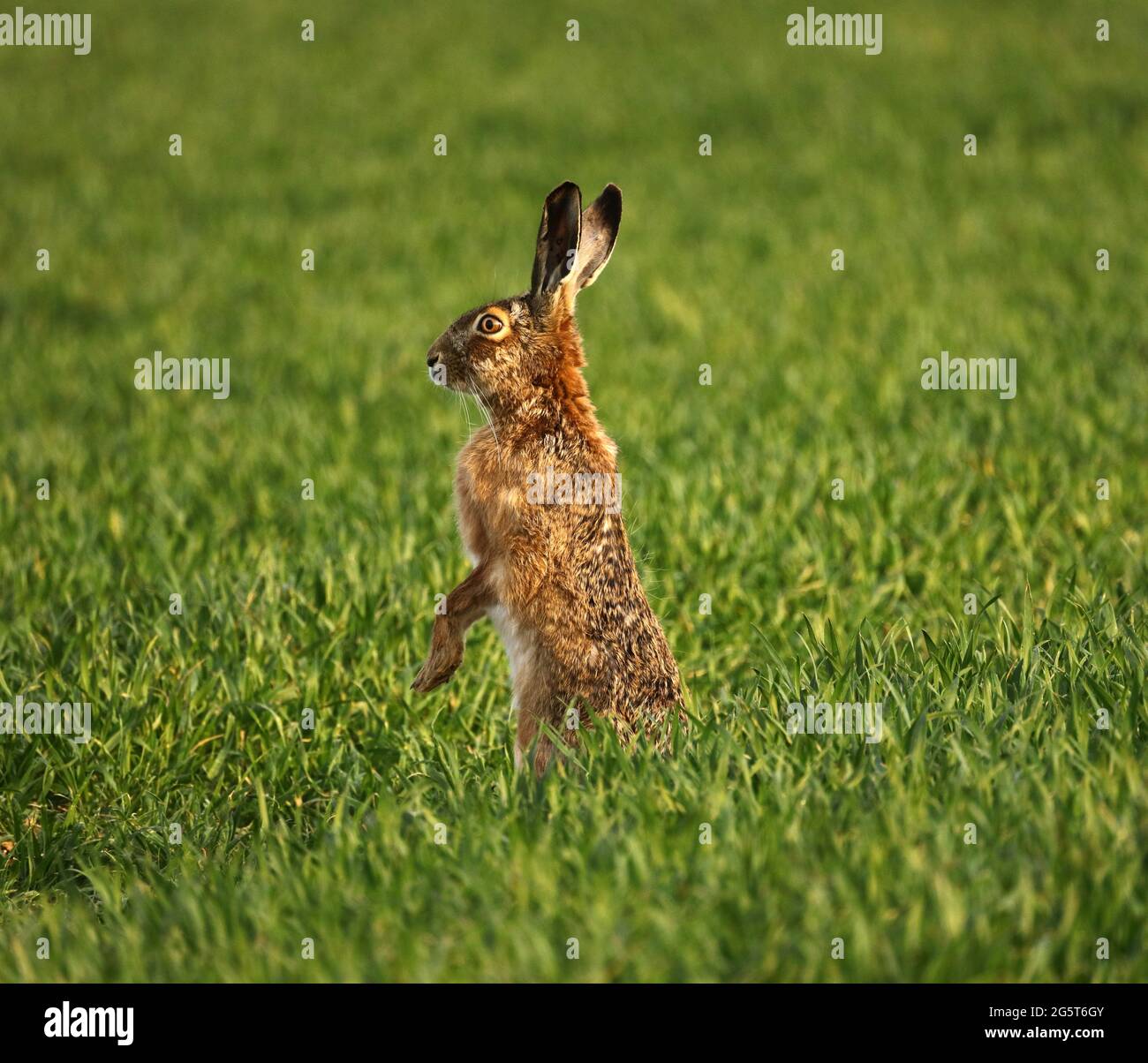 European hare, Brown hare (Lepus europaeus), stands erect and looks around watchfully, Germany, Baden-Wuerttemberg Stock Photo