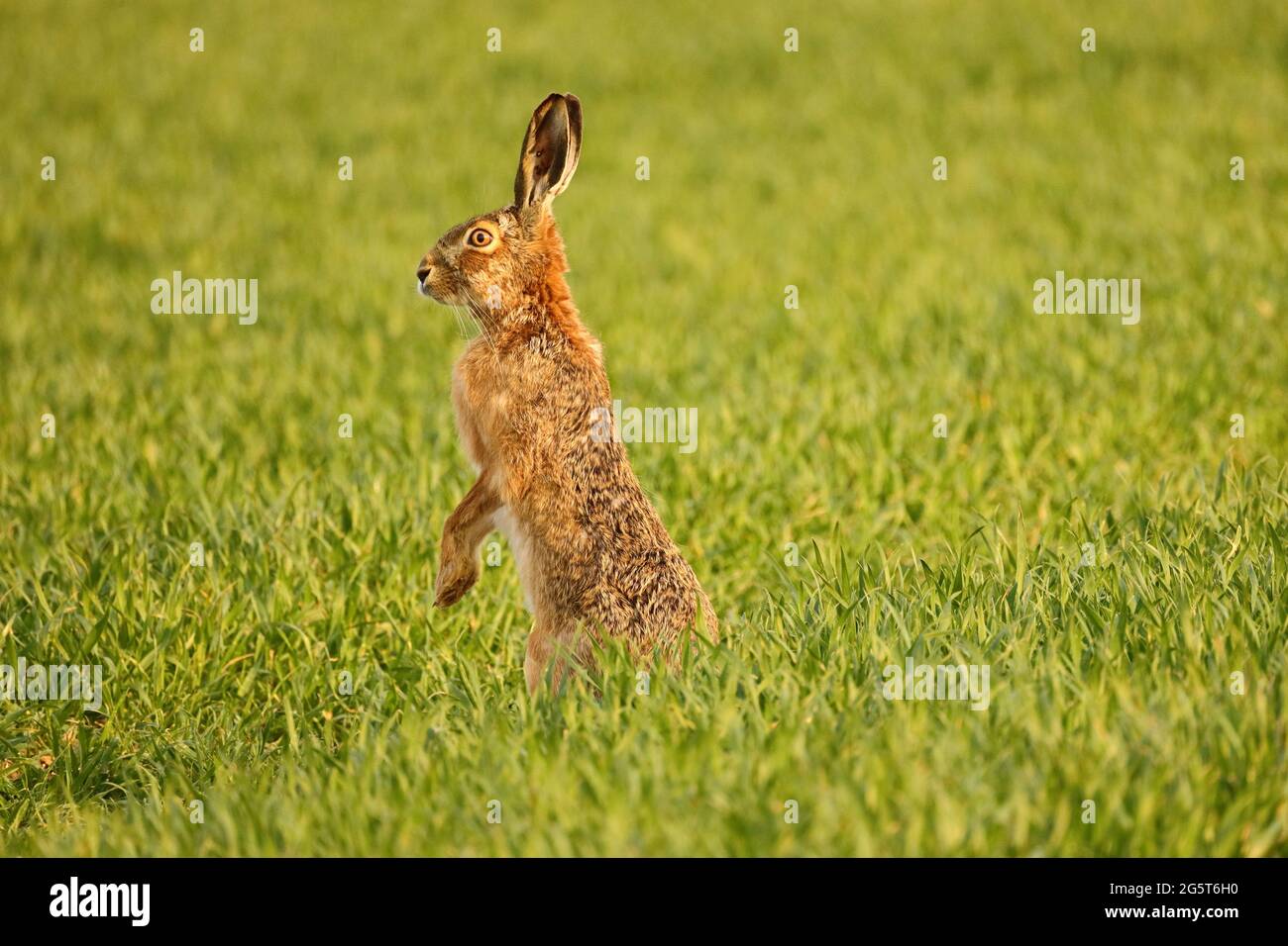European hare, Brown hare (Lepus europaeus), stands erect in a field, Germany, Baden-Wuerttemberg Stock Photo