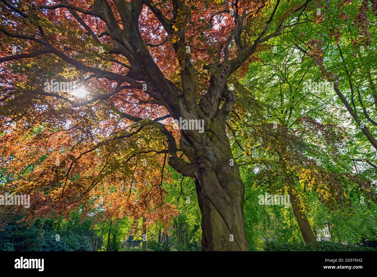 copper beech (Fagus sylvatica var. purpurea, Fagus sylvatica
