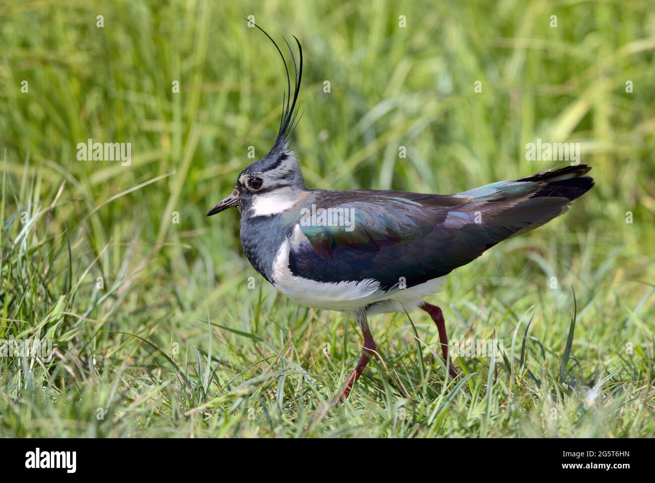 northern lapwing (Vanellus vanellus), male with breeding plumage, Germany, Lower Saxony Stock Photo