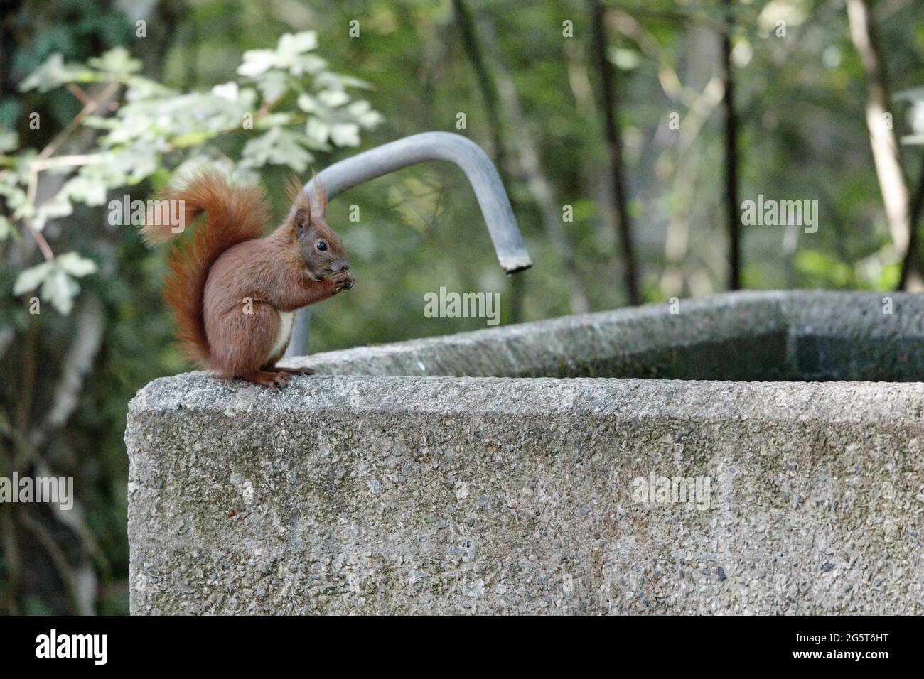 European red squirrel, Eurasian red squirrel (Sciurus vulgaris), sits on a well, Germany, Mecklenburg-Western Pomerania Stock Photo