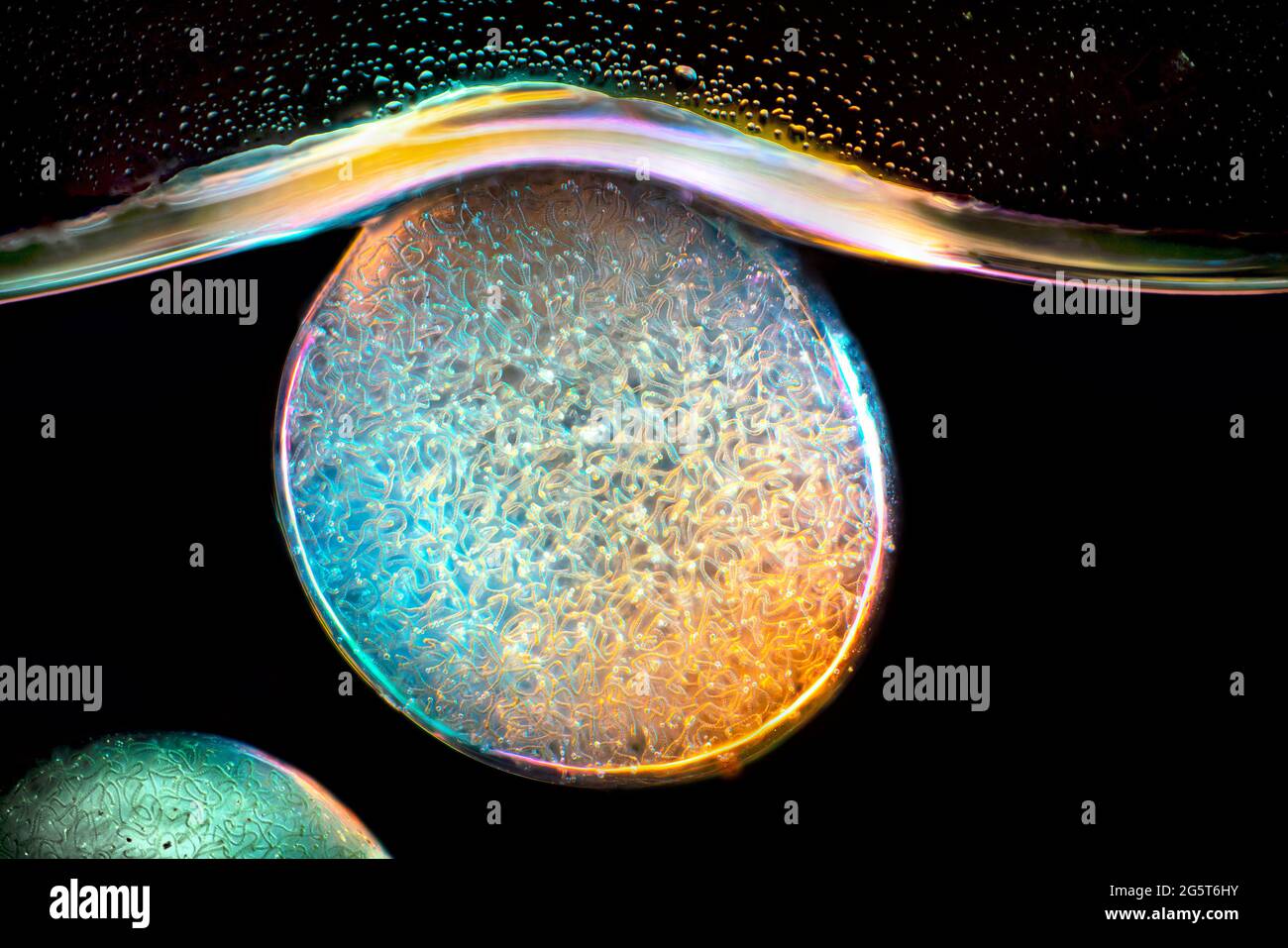 star jelly (Nostoc spec.), Bright-field microscope image, magnification x160 related to a print of 10 cm width, Germany Stock Photo