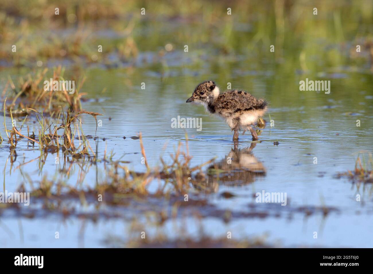 northern lapwing (Vanellus vanellus), chick wading in shallow water, Germany, Lower Saxony, Duemmer Stock Photo