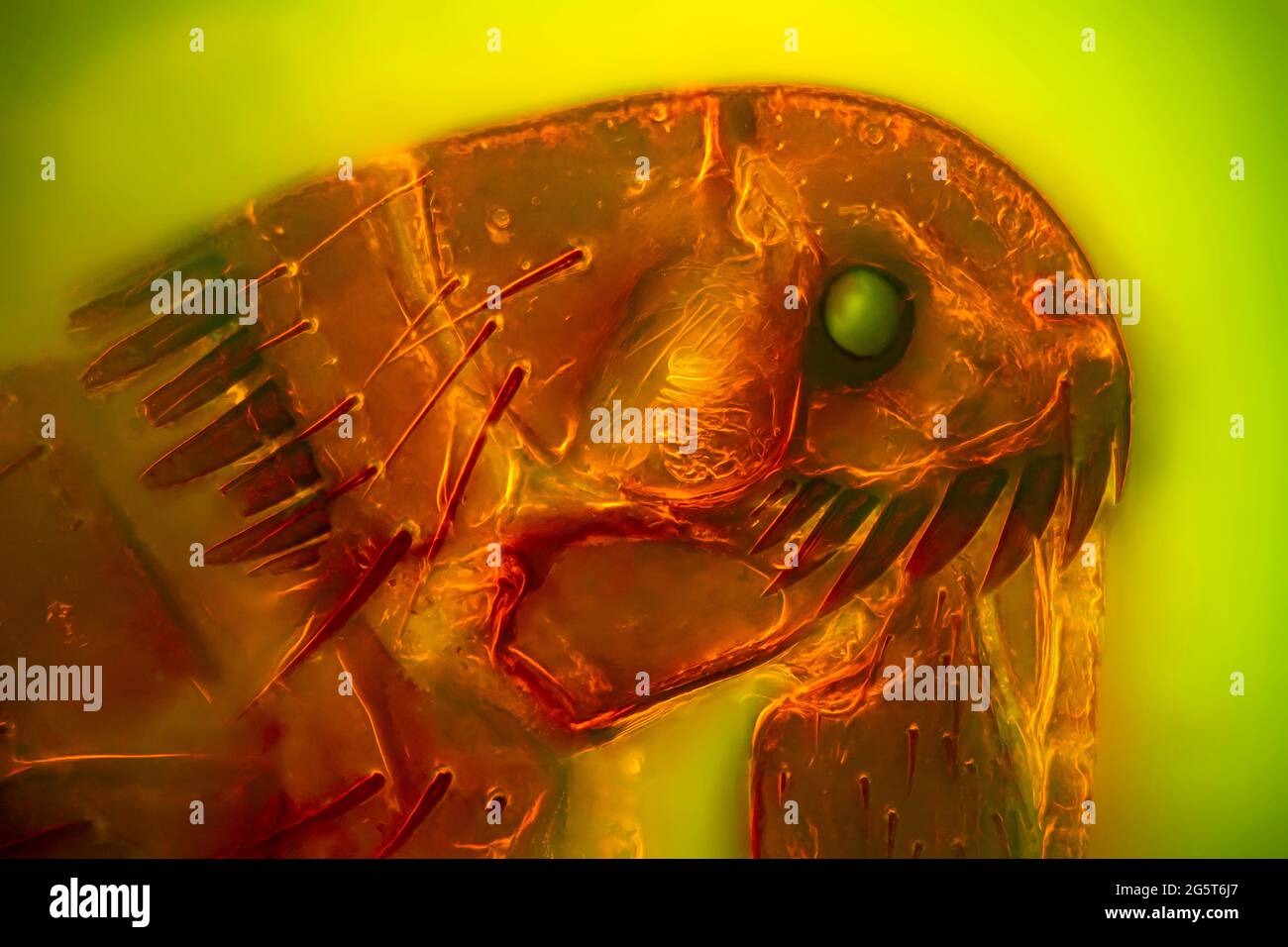Cat flea (Ctenocephalides felis), darkfield and MRI image of a flea head Stock Photo