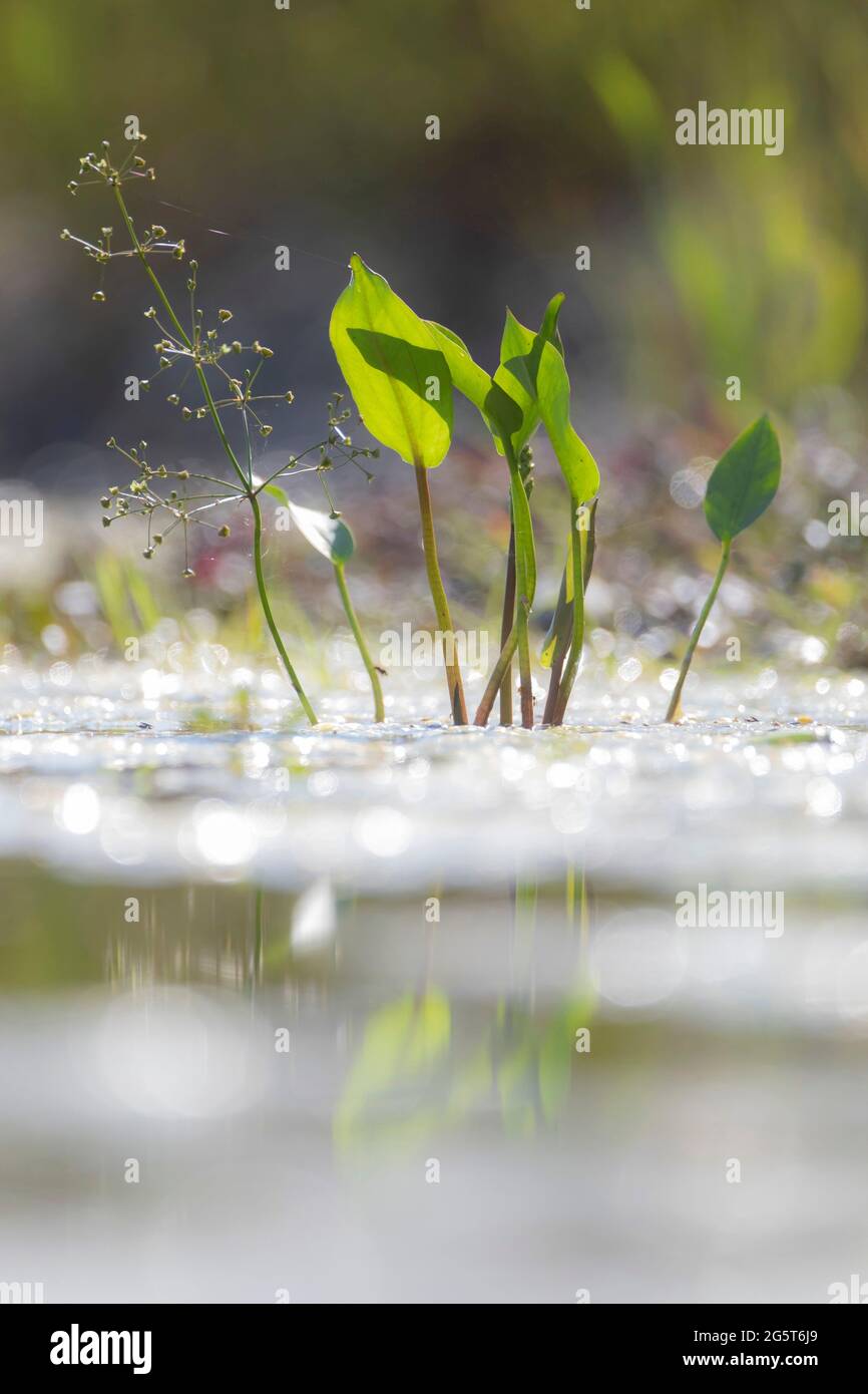 water-plantain (Alisma plantago-aquatica), leaves, budding inflorescence and infructescence, Germany, Bavaria Stock Photo