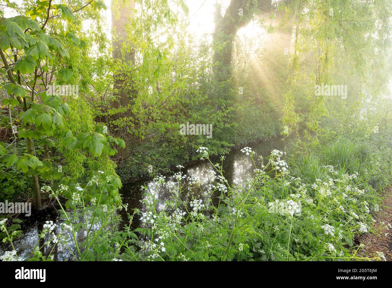 cow parsley, wild chervil (Anthriscus sylvestris), morning in Assels nature reserve, Belgium, East Flanders, Assels, Drongen Stock Photo