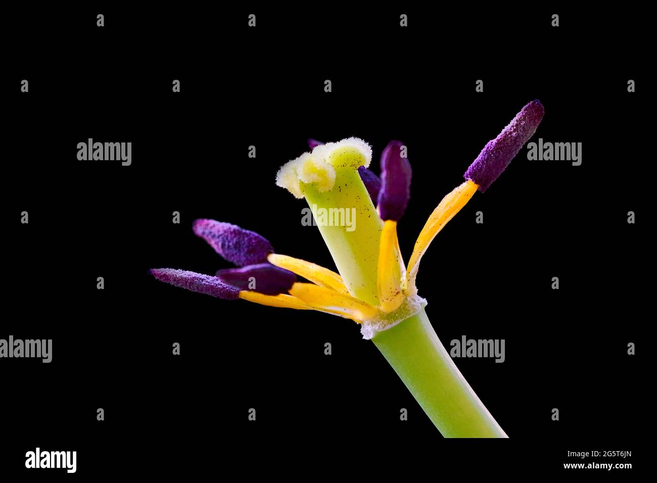 common garden tulip (Tulipa spec.), anthers and carpels with stigma Stock Photo