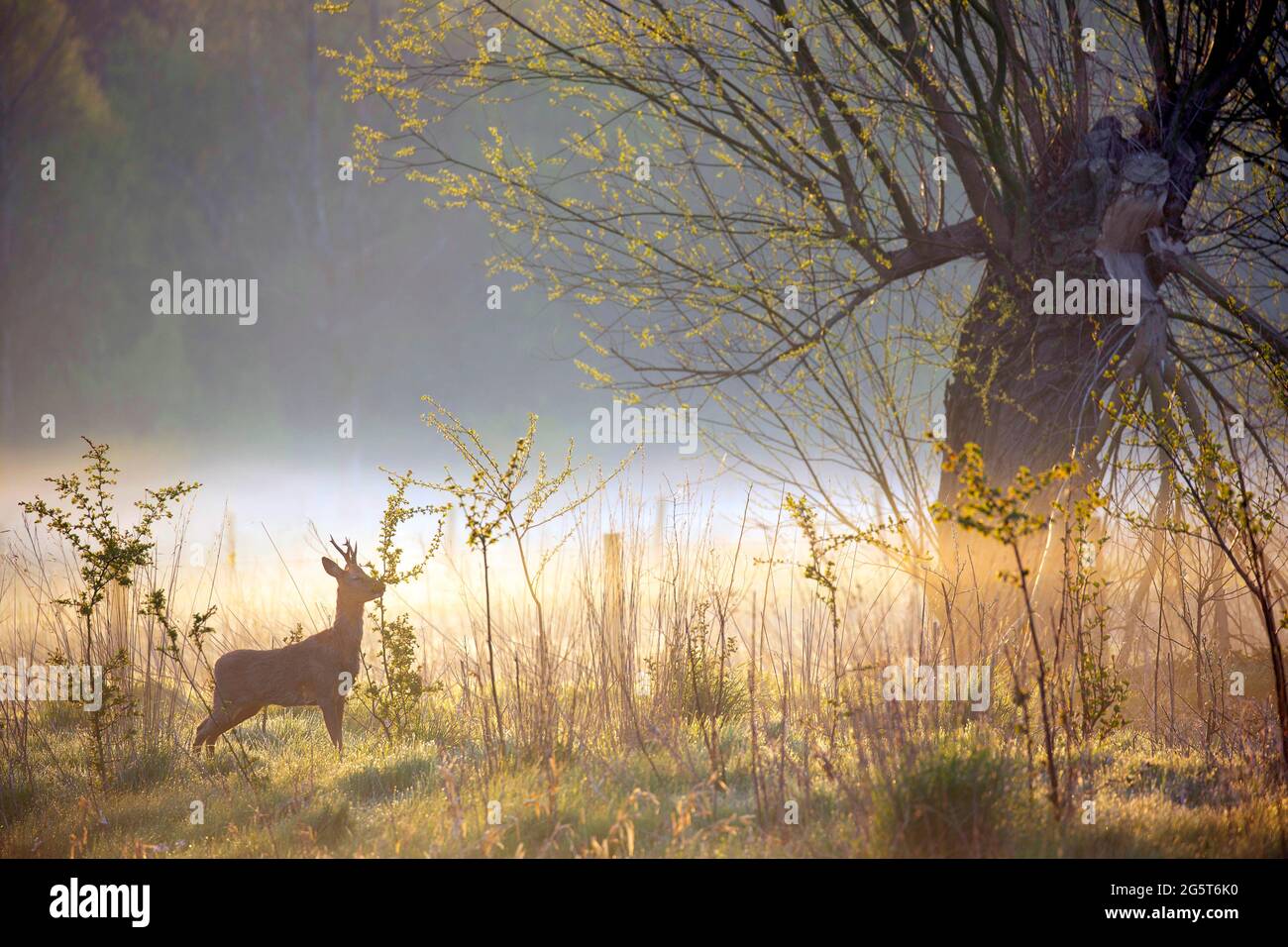 roe deer (Capreolus capreolus), in a meadow in backlight of the morning sun and mist, Belgium, East Flanders, Vinderhoutse bossen, Vinderhoute Stock Photo