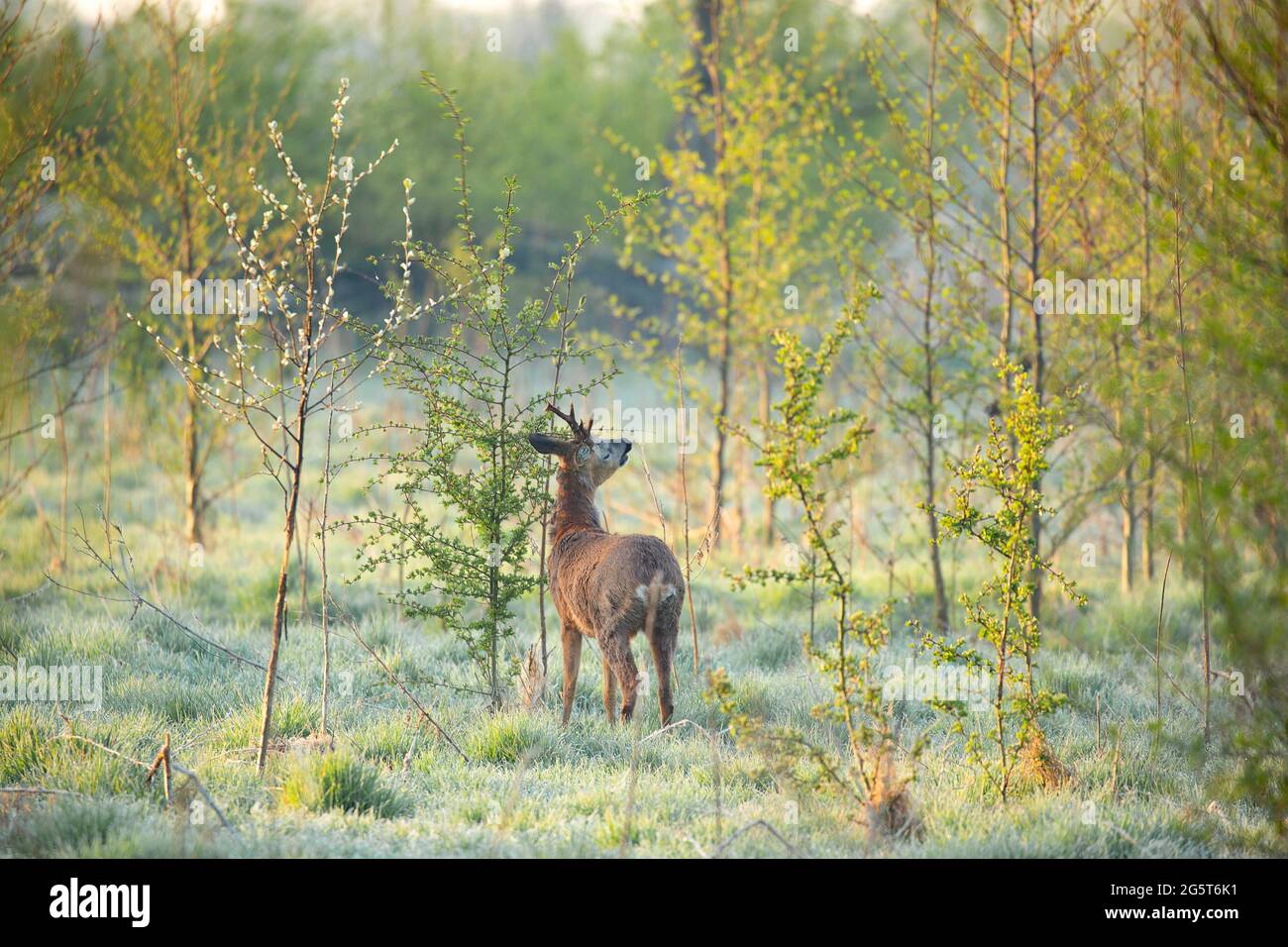 roe deer (Capreolus capreolus), foraging early in the morning, Belgium, East Flanders, Vinderhoutse bossen, Vinderhoute Stock Photo