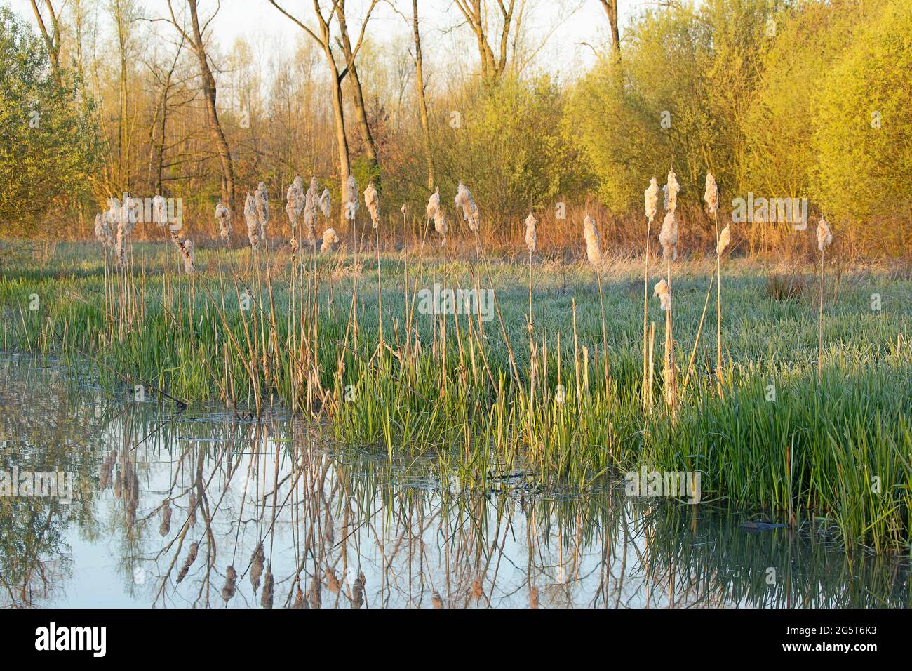 wetland in the nature reserve Keuzemeersen, Belgium, East Flanders, Keuzemeersen, Drongen Stock Photo