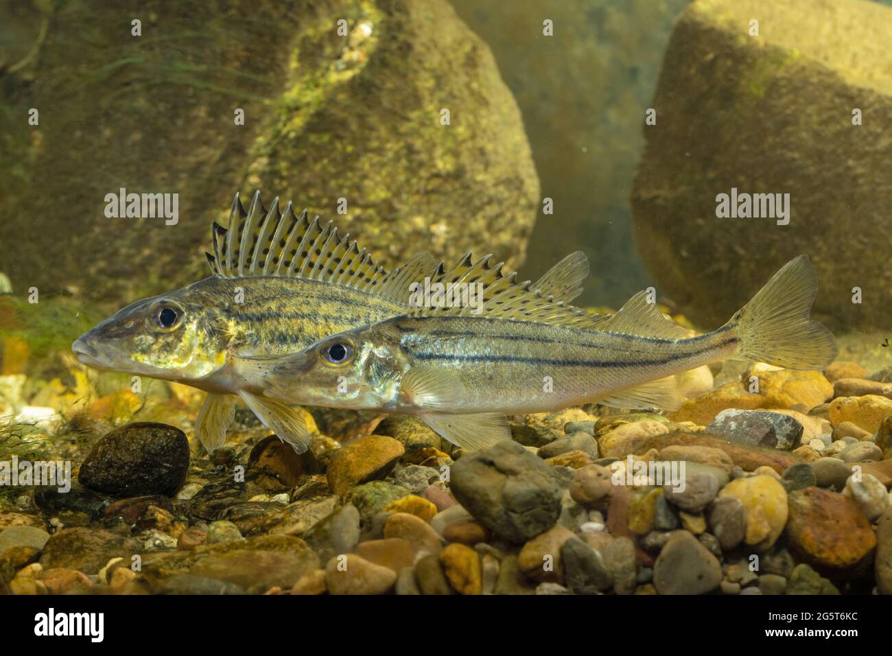 striped ruffe, schraetzer, Danube ruffe (Gymnocephalus schraetzer, Gymnocephalus schraetser), female spawner and milkner shortly before spawning in Stock Photo