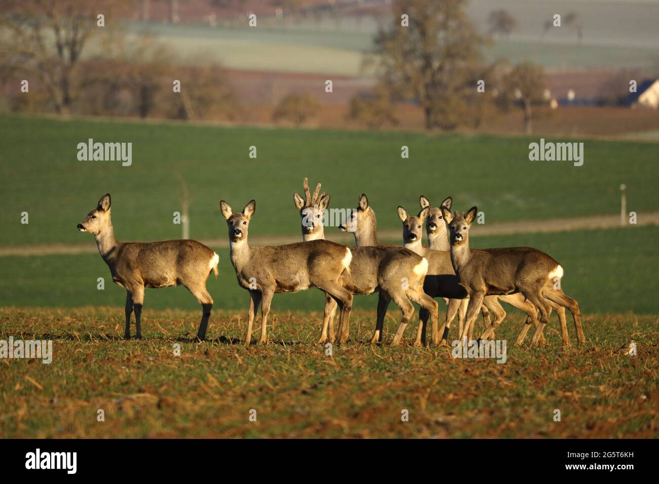 roe deer (Capreolus capreolus), group of roe deers in a field, Germany, Baden-Wuerttemberg Stock Photo