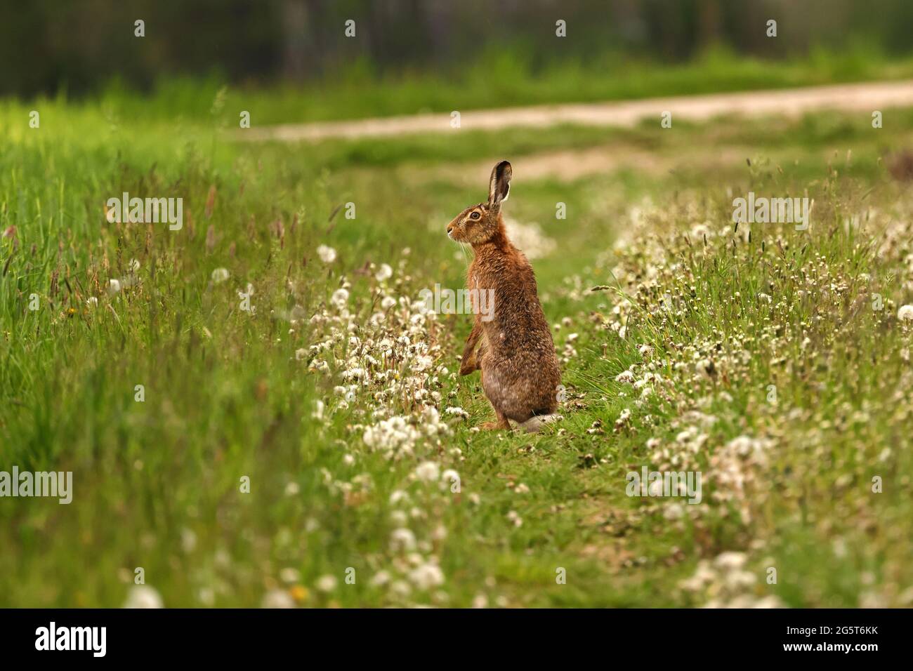 European hare, Brown hare (Lepus europaeus), stands erect on a field path looking around, Germany, Baden-Wuerttemberg Stock Photo