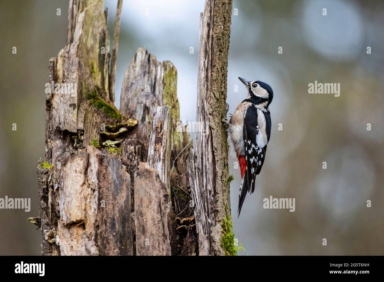 Great spotted woodpecker (Picoides major, Dendrocopos major), female perched on a tree snag, Germany, Bavaria Stock Photo