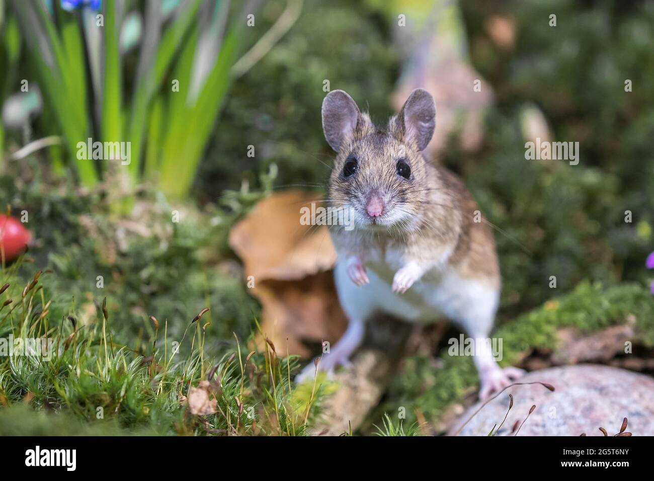 yellow-necked mouse (Apodemus flavicollis), on forest floor, Germany, Mecklenburg-Western Pomerania Stock Photo