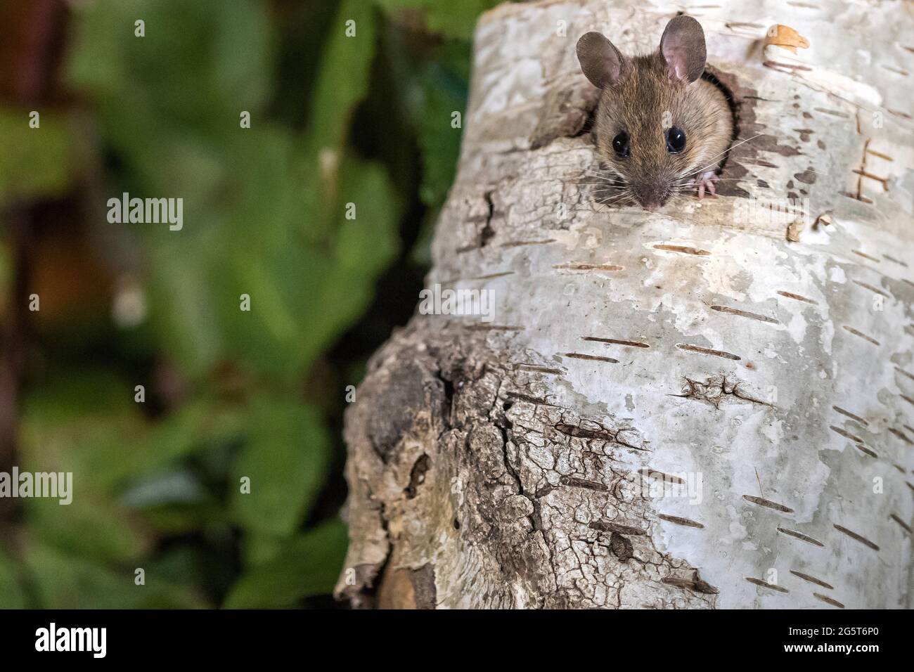 yellow-necked mouse (Apodemus flavicollis), peering out of a hole in a birch trunk, Germany, Mecklenburg-Western Pomerania Stock Photo