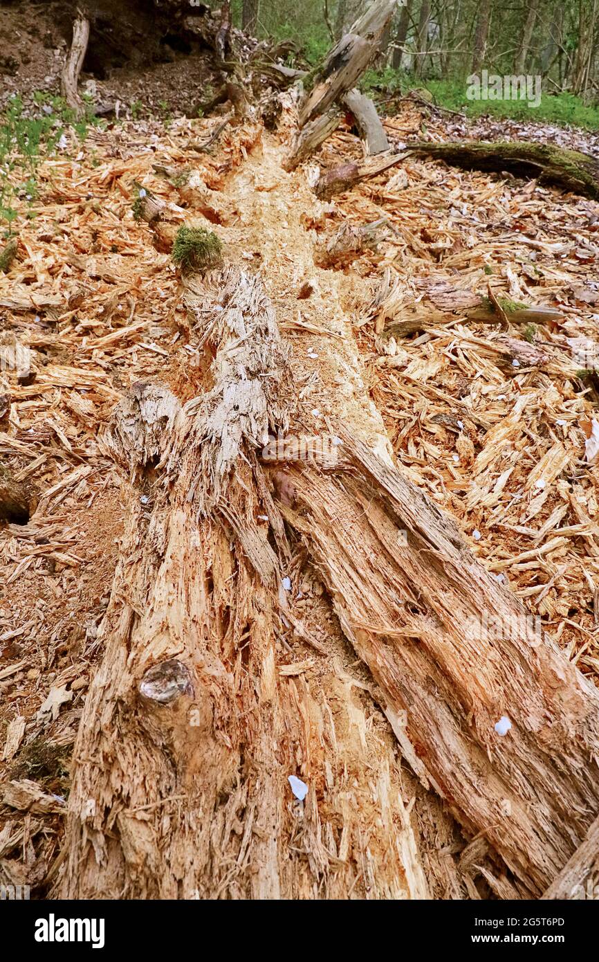 Scotch pine, Scots pine (Pinus sylvestris), degraded fallen tree trunk, Germany, North Rhine-Westphalia Stock Photo