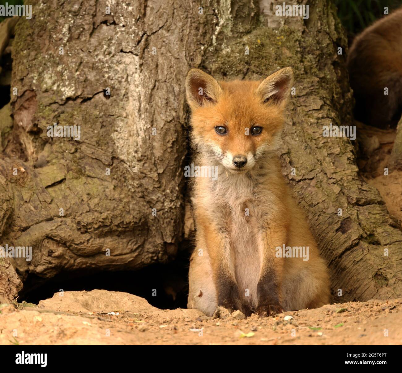 red fox (Vulpes vulpes), fox cub sits in front of the burrow looking into the camera, Germany, Baden-Wuerttemberg Stock Photo